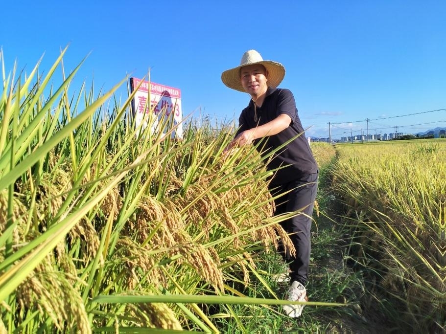方正华在水稻新品种试验田现场。