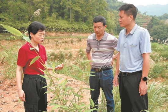郑蓉（左）在传授绿竹林种苗管护要领。 吴振湖 摄