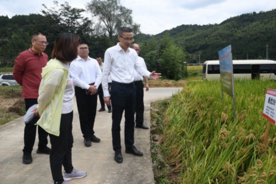 赵明正赴山区深化主题教育：县领导在洋里乡五星水稻种植基地调研（林鑫 摄）