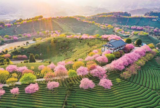 漳平永福樱花园