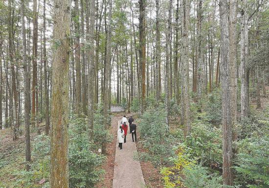 沙县官庄国有林场林下种植中草药基地 黄海 摄