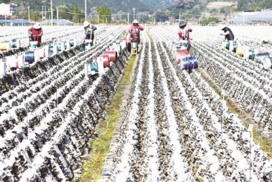 西滨镇双洋村农户在采摘黑木耳（肖丹 摄）