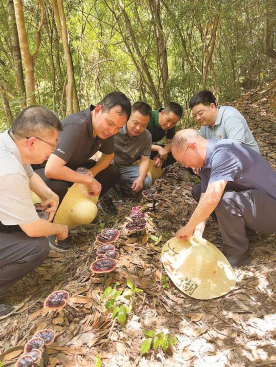 合作社成员和各级专家查看灵芝长势