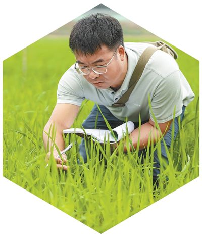 湖南長沙，科研人員在記錄雜交水稻長勢。新華社記者 陳思汗攝