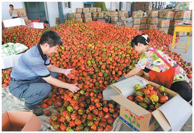 山东省寿光市东斟灌村果菜专业合作社内，党员干部和菜农一起分拣装箱。李新民摄
